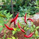 Jintai Red Line Pepper 1000 PCS Seeds Jintai Red Line Pepper 1000 PCS Seeds