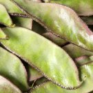 Jinke' Green Hyacinth Bean Organic 15 PCS Seeds Jinke' Green Hyacinth Bean Organic 15 PCS Seeds