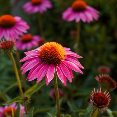 'Jiguan' Purple Echinacea Coneflower 100 PCS Seeds