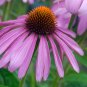 'Jiguan' Purple Echinacea Coneflower 100 PCS Seeds