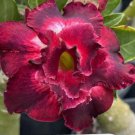 'Ji Yu' Adenium Desert Rose Bonsai 2 PCS Seeds