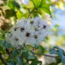 Jasminiodes White Shrub Flower 20 PCS Seeds Jasminiodes White Shrub Flower 20 PCS Seeds