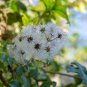 Jasminiodes White Shrub Flower 20 PCS Seeds