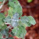 Imported Horehound 20 PCS Seeds Imported Horehound 20 PCS Seeds