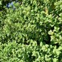 Imported Horehound 20 PCS Seeds