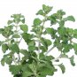 Imported Horehound 20 PCS Seeds