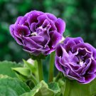 Imported Gloxinia Plant Perennial Sinningia Gloxinia Home Garden 200 PCS Seeds