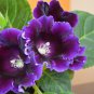 Imported Gloxinia Plant Perennial Sinningia Gloxinia Home Garden 200 PCS Seeds