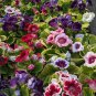 Imported Gloxinia Plant Perennial Sinningia Gloxinia 200 PCS Seeds