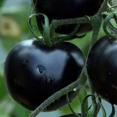 Imported European Black Big Tomato 300 PCS Seeds