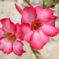 Imported 'Dazzling Girl' Colorful Adenium Desert Rose 2 PCS Seeds