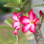Imported 'Dazzling Girl' Colorful Adenium Desert Rose 2 PCS Seeds