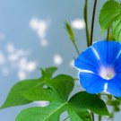 Imported Dark Blue Light Blue Stripe Morning Glory 10 PCS Seeds