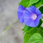 Imported Dark Blue Light Blue Stripe Morning Glory 10 PCS Seeds