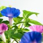 Imported Dark Blue Light Blue Stripe Morning Glory 10 PCS Seeds