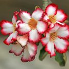 imported 'Color Bell' Adenium Desert rose 2 PCS Seeds