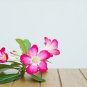 imported 'Color Bell' Adenium Desert rose 2 PCS Seeds