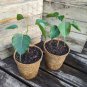 Imported Bodhi Tree Religiosa Potted Garden Moraceae Perennial 10 PCS Seeds