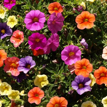 Imported Beautiful Hanging Bonsai Petunia 200 PCS Seeds
