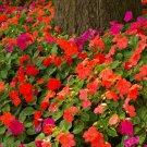 Impatiens Walleriana Tempo Wedgewood 20 PCS Seeds