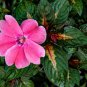 Impatiens Walleriana Tempo Wedgewood 20 PCS Seeds