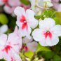 Impatiens Walleriana Tempo Wedgewood 20 PCS Seeds