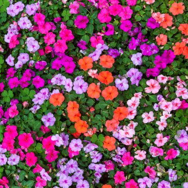 Impatiens Mixed Rosebud Blooms Flower 20 PCS Seeds
