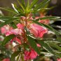 Impatiens Balsamina Red Garden Balsam 100 PCS Seeds