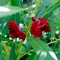 Impatiens Balsamina Red Garden Balsam 100 PCS Seeds