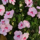 Impatiens Balsam Garden Balsamina Touch Me Not Flower 35 PCS Seeds Impatiens Balsam Garden Balsamina Touch Me Not Flower 35 PCS Seeds