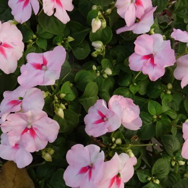 Impatiens Balsam Garden Balsamina Touch Me Not Flower 35 PCS Seeds