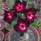 'Immortality' Dark Red Adenium Obesum Desert Rose 2 PCS Seeds 'Immortality' Dark Red Adenium Obesum Desert Rose 2 PCS Seeds