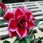 'Immortality' Dark Red Adenium Obesum Desert Rose 2 PCS Seeds