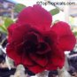 'Immortality' Dark Red Adenium Obesum Desert Rose 2 PCS Seeds
