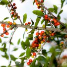 Ilex vomitoria Yaupon Holly Tree 120 PCS Seeds Ilex vomitoria Yaupon Holly Tree 120 PCS Seeds