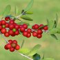 Ilex vomitoria Yaupon Holly Tree 120 PCS Seeds