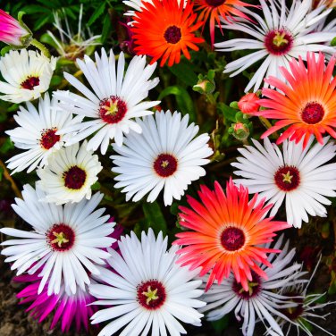 Ice Plant Mesembryanthemum Daisy Mixed 20 PCS Seeds