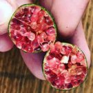 Ice Pink Finger Fruit Lime 20 PCS Seeds