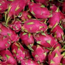 Hylocereus Undatus Red Dragon Fruit 15 PCS Seeds Hylocereus Undatus Red Dragon Fruit 15 PCS Seeds