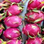 Hylocereus Undatus Red Dragon Fruit 15 PCS Seeds