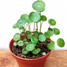 Hydroponics Flower Aquarium Grass Plants Penny Grass Bonsai 100 PCS Seeds