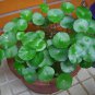 Hydroponics Flower Aquarium Grass Plants Penny Grass Bonsai 100 PCS Seeds