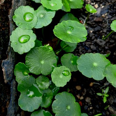 Hydrocotyle Vulgaris 100 PCS Seeds