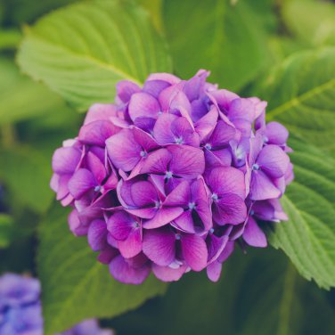 Hydrangea potted balcony planting is simple 100 PCS Seeds