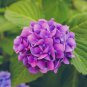 Hydrangea potted balcony planting is simple 100 PCS Seeds