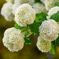 Hydrangea potted balcony planting is simple 100 PCS Seeds