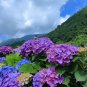 Hydrangea Perennial Flower 10 PCS Seeds