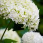 Hydrangea Perennial Flower 10 PCS Seeds
