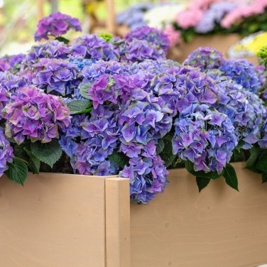 Hydrangea Bright Purple Flowers 20 PCS Seeds