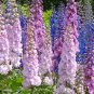Hydrangea 100 PCS Seeds